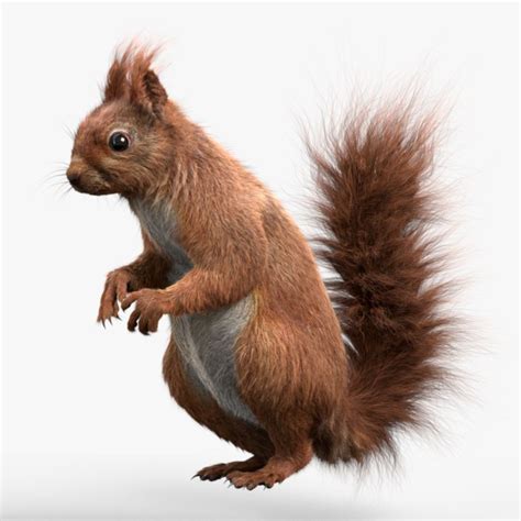 squirrel 3d model